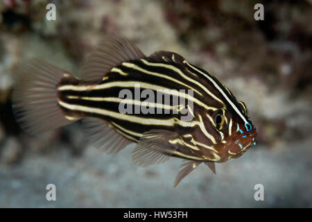 https://l450v.alamy.com/450v/hw53fh/golden-striped-soapfish-grammistes-sexlineatus-marsa-alam-red-sea-hw53fh.jpg