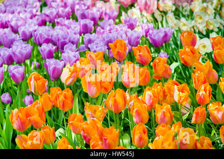 Glade of colorful fresh tulips in the Keukenhof Stock Photo