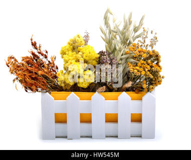 Herbs, calendula flower, oats, immortelle flower, tansy herb isolated on white background Stock Photo