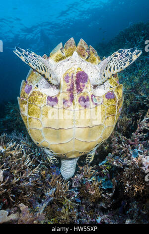 Hawksbill Sea Turtle, Eretmochelys imbricata, Raja Ampat, West Papua, Indonesia Stock Photo