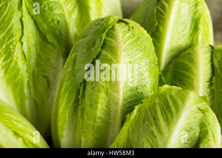 Raw Green Organic Romaine Lettuce Ready to Eat Stock Photo