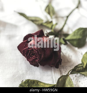 Dried red rose on white tablecloth Stock Photo