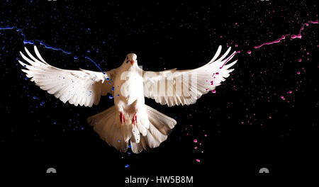 white dove with open wings flies on a black background and colored paint,spring, colors, beautiful colors, prints, art, creative, cosmetics, advertisi Stock Photo