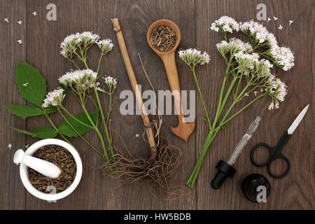 Valerian herb root and flowers with dropper bottle  and mortar with pestle over oak background. Used as an alternative to valium in natural medicine. Stock Photo