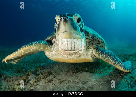 Green Sea Turtle, Chelonia mydas, Marsa Alam, Red Sea, Egypt Stock Photo