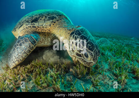 Feeding Green Sea Turtle, Chelonia mydas, Marsa Alam, Red Sea, Egypt Stock Photo