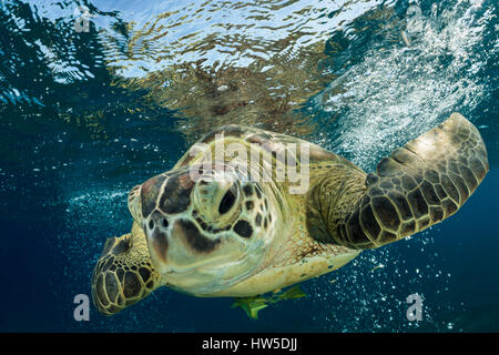 Green Sea Turtle, Chelonia mydas, Marsa Alam, Red Sea, Egypt Stock Photo
