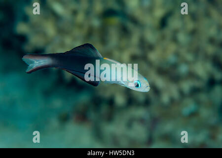 Blackfin Dartfish, Ptereleotris evides, Marsa Alam, Red Sea, Egypt Stock Photo