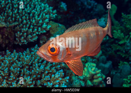 Lunartail Bigeye, Priacanthus hamrur, Marsa Alam, Red Sea, Egypt Stock Photo