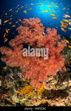 Red Soft Coral, Dendronephthya sp., Elphinstone Reef, Red Sea, Egypt Stock Photo