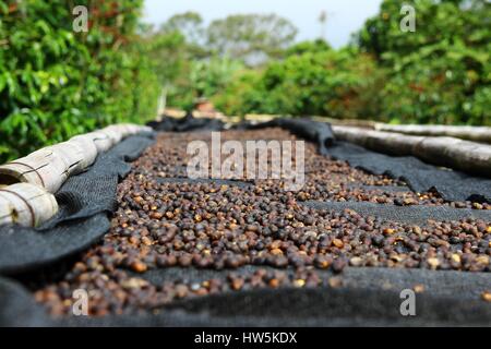 Coffee cherries lying to dry on bamboo raised beds in Boquete, Panama 1/3 Stock Photo