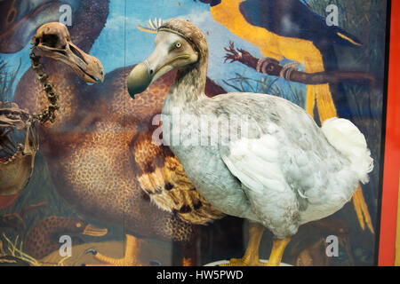 A Dodo in the University Museum or Oxford Natural Histroy museum, Oxford, UK. Stock Photo