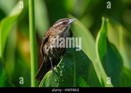 Female Red-winged Blackbird perched on a leaf Stock Photo