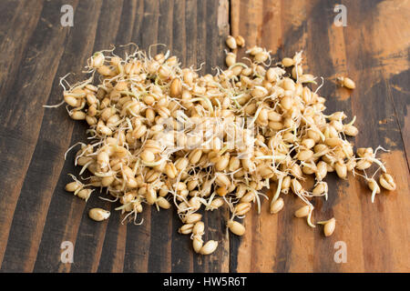 Sprouted Wheat on  Rustic Wooden Background. Stock Photo