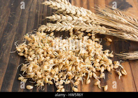 Sprouted Wheat and Ear of Wheat on  Rustic Wooden Background. Stock Photo