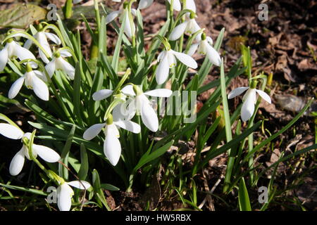 Galanthus nivalis, snowdrop, common snowdrop Stock Photo