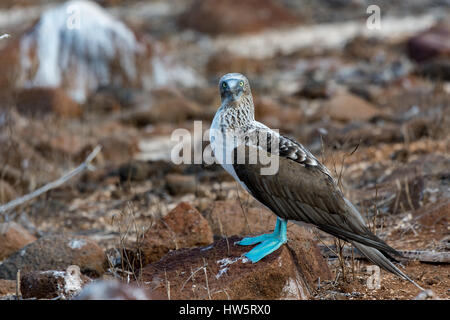 Adult Blue Footed Booby (Sula nebouxii) standing on shore in the Galapagos Islands. Stock Photo