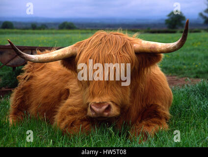 Highland Cattle a common sight of Scotland UK Stock Photo