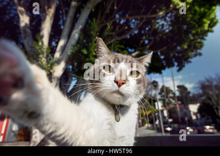 White and gray cat -- with paw extended toward camera --taking a selfie outdoors on a sunny day. Stock Photo