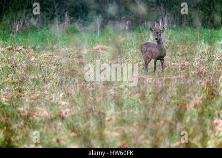 France, Seine Maritime, Regional Natural Park of loops of the Seine Normandy, venison, (Capreolus capreolus) Stock Photo