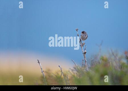 Spain, Balearic Islands, Cabrera islands, Balearic warbler, (Sylvia balearica) Stock Photo