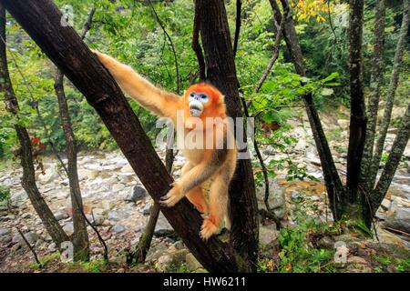 China, Shaanxi province, Qinling Mountains, Golden Snub-nosed Monkey (Rhinopithecus roxellana), near by a river Stock Photo