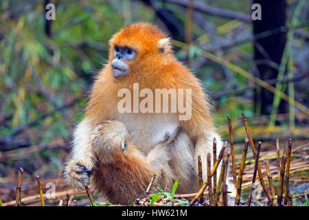 China, Shaanxi province, Qinling Mountains, Golden Snub-nosed Monkey (Rhinopithecus roxellana), mother and baby Stock Photo