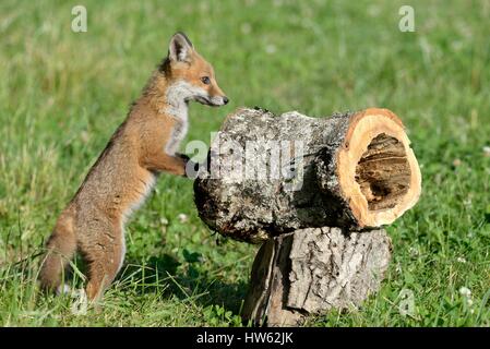 France, Doubs, red fox (Vulpes vulpes), fox cub playing with an old dead wood trunk in a meadow near the forest Stock Photo