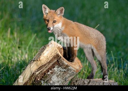 France, Doubs, red fox (Vulpes vulpes), fox cub playing with an old dead wood trunk in a meadow near the forest Stock Photo