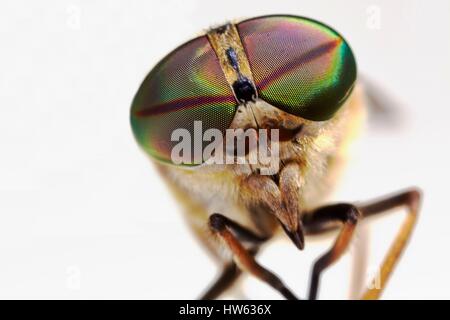 France, Morbihan, Diptera, Tabanidae, Band-eyed brown horsefly (Tabanus bromius), portrait Stock Photo