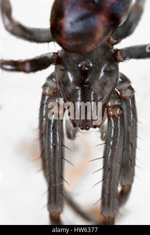 France, Morbihan, Araneae, Tetragnathidae, European cave spider or Orbweaving cave spider (Meta menardi) Stock Photo