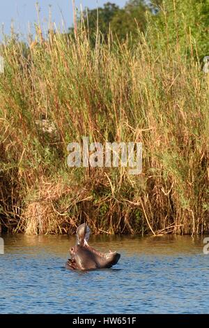 Zimbabwe Matabeleland North Province Victoria Falls the Zambezi River upstream from Victoria Falls hippopotamus (Hippopotamus Stock Photo