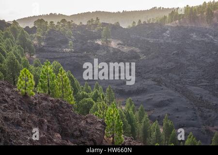 Spain, Canary Islands, La Palma island declared a Biosphere Reserve by UNESCO, Cumbre Vieja Natural Park, on the hiking path the Volcanic Route, GR 131 Stock Photo