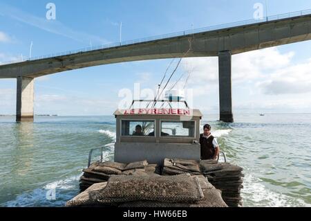 France, Charente Maritime, Bourcefranc le Chapus, Yannick Dubuis oyster farmer under the viaduct of Oleron island aboard a barge Stock Photo