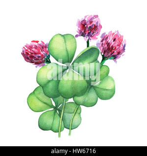 Green four leaf clover with pink flowers. Hand drawn watercolor painting on white background. Stock Photo