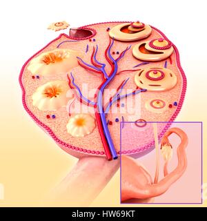 Illustration of an ovarian cycle and ovulation. Stock Photo