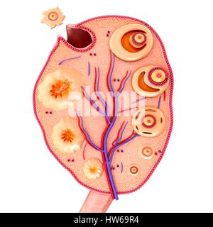 Illustration of an ovarian cycle and ovulation. Stock Photo