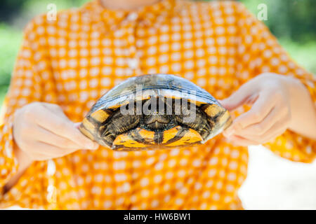 Holding a turtle Stock Photo