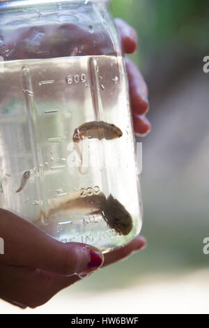 Tadpoles in a jar Stock Photo