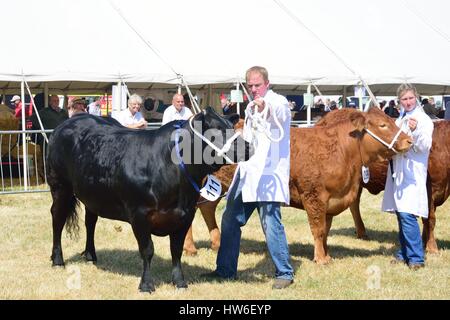 TENDRING SHOW ESSEX 11 JULY  2015: Cows in agricultural show Tendring Essex Stock Photo