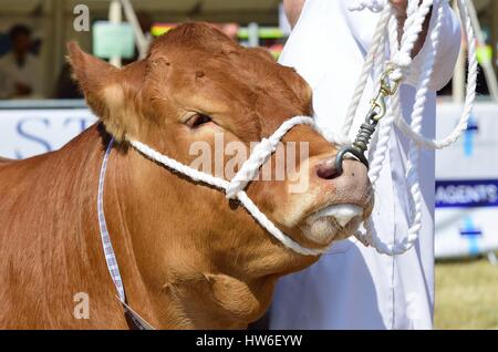 TENDRING SHOW ESSEX 11 JULY  2015: Cow being Exhibited at Agricultural show Stock Photo