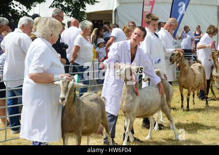 TENDRING SHOW ESSEX 11 JULY  2015: Goats  being Exhibited at Agricultural show Stock Photo