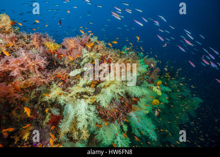 Colored Soft Corals, Nephthea sp, Felidhu Atoll, Maldives Stock Photo