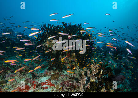 Pisang Fusiliers over Coral Reef, Pterocaesio pisang, South Male Atoll, Maldives Stock Photo