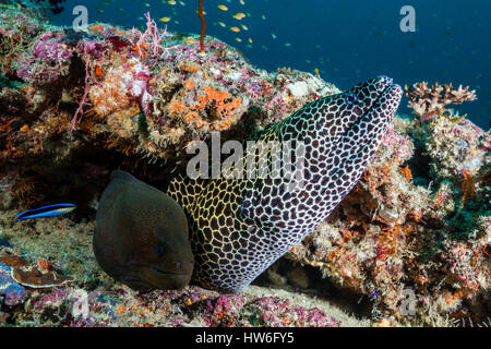 Honeycomb Moray, Gymnothorax favagineus, South Male Atoll, Maldives Stock Photo