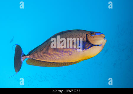 Bignose Unicornfish, Naso vlamingii, Felidhu Atoll, Maldives Stock Photo