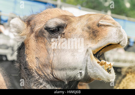 Camelus dromedarius. Profile of a dromedary, also called the Arabian camel. Moment when he's got open the mouth and show his teeth. Close-up.