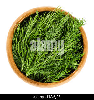 Fresh dill fronds in wooden bowl, also called dill weed. Green leaves of the annual Anethum graveolens, used as herb and spice. Isolated macro photo. Stock Photo