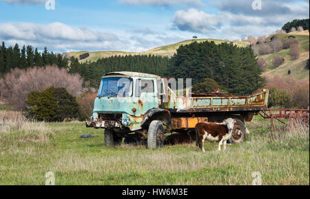 One very old and dead looking farm truck with a young cattle in front of it. Stock Photo