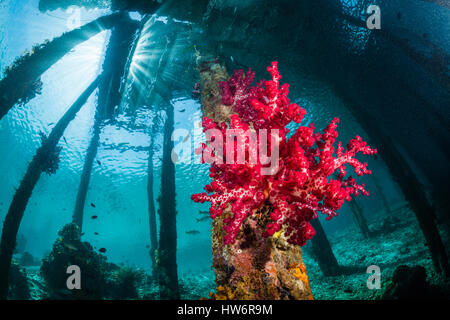 Soft Corals under Aborek Jetty, Dendronephthya sp., Raja Ampat, West Papua, Indonesia Stock Photo